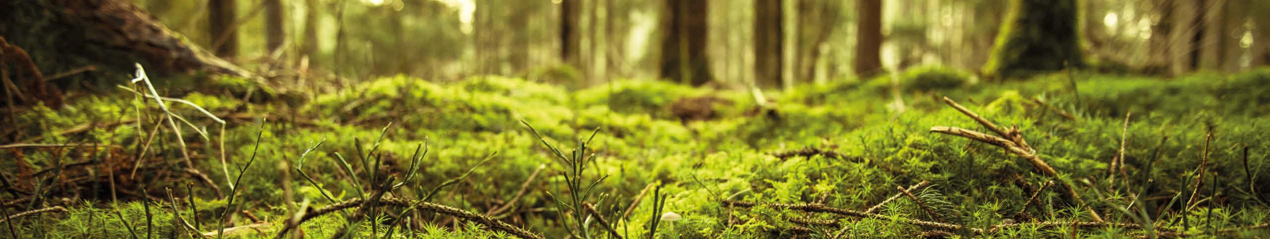 Banner Luxemburg - Luxemburg